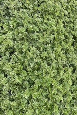 Wormwood, Powis Castle #1