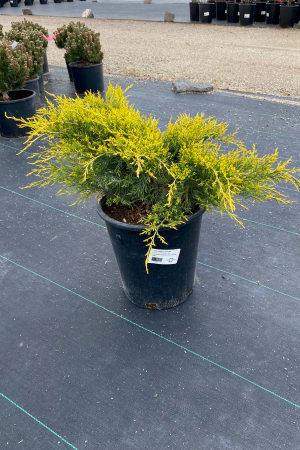 Juniper, Gold Coast #3/#5 (MS)