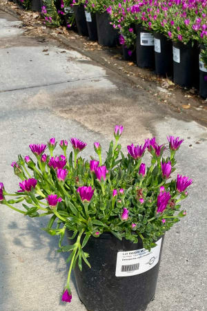 Ice Plant, Table Mountain #1
