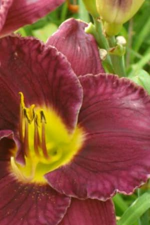 Daylily, Bela Lugosi (Purple) #1