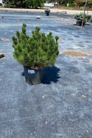 Pine, Dwarf Mugo #3/#5 (MS)