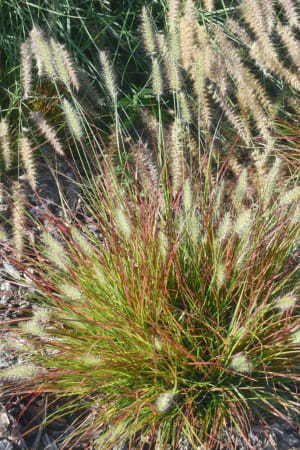 Fountain Grass, Burgundy Bunny #1
