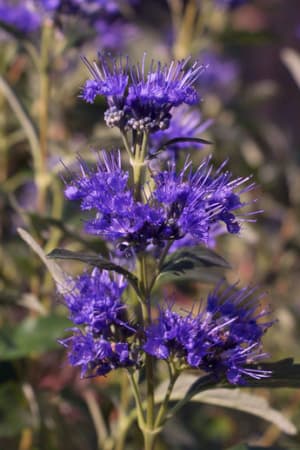 Spirea, Beyond Midnight #1 (MS)