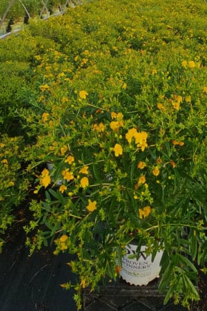 St. John's Wort, Sunny Boulevard #3/#5 (MS)
