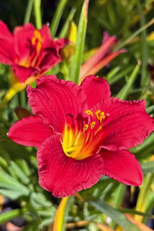 Daylily, Little Business (Red) #1