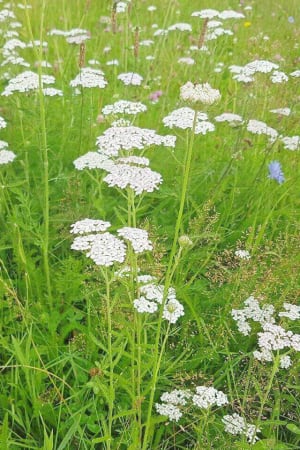 Yarrow, Common #1