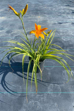 Daylily, Double Pardon Me (Red) #1
