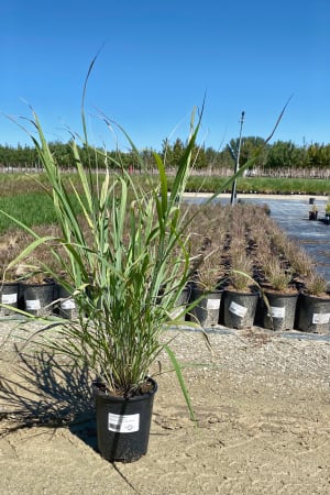Big Bluestem #1