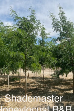 Honeylocust, Shademaster 2.5" (B&B)