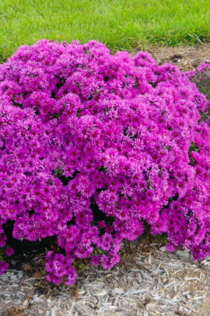 Aster, Pink Crush #1