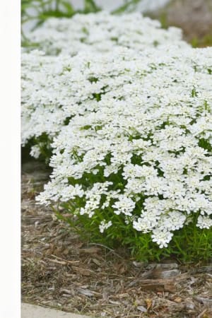 Candytuft, Snowsation #1