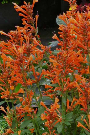 Giant Hyssop, Kudos Mandarin #1