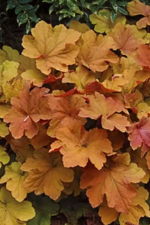 Coral Bells, Caramel #1