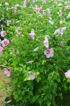 Rose Of Sharon, Aphrodite #3/#5 (MS)