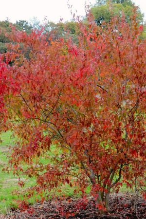 Maple, Flame Amur #3/#5 (MS)