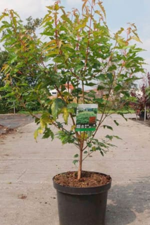 Maple, Bailey Compact Amur #3/#5 (MS)