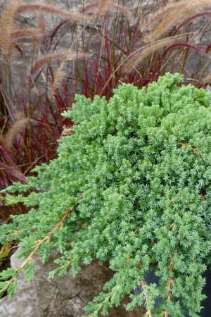 Juniper, Japanese Garden #3/#5 (MS)