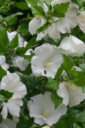 Rose Of Sharon, Diana #3/#5 (MS)