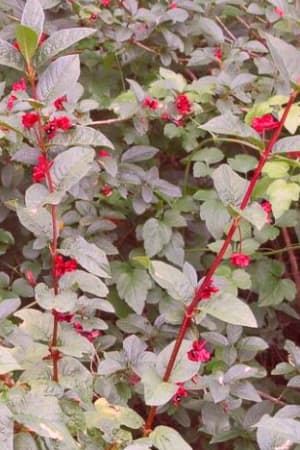Honeysuckle, Twinberry #3/#5 (MS)