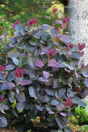 Smoke Bush, Grace #3/#5 (MS)