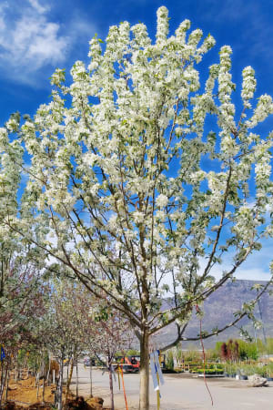 Crabapple, Spring Snow 1.75" (B&B)