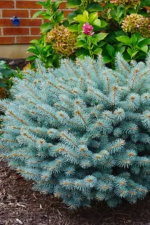 Spruce, Globe Blue #3/#5 (MS)