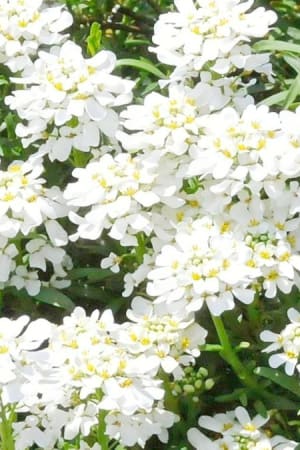 Candytuft, Purity #1