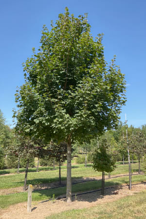 Maple, Emerald Lustre #25