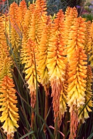 Red Hot Poker, Border Ballet #1