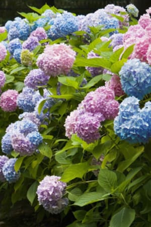 Hydrangea, Endless Summer® #2 (MS)