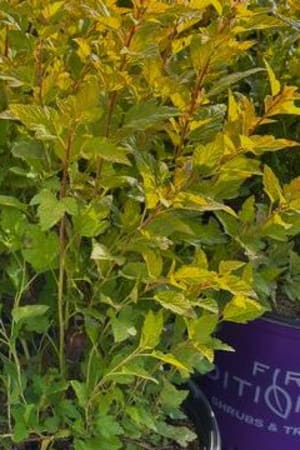 Ninebark, Honeycomb® #3/#5 (MS)