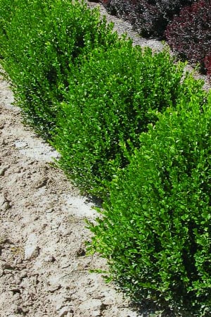 Boxwood, Green Velvet #2 (MS)
