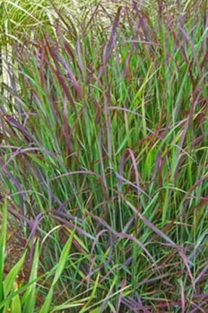 Swichgrass, Dream Catcher Smoky Rose #1