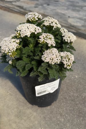 Yarrow, Vintage White #1