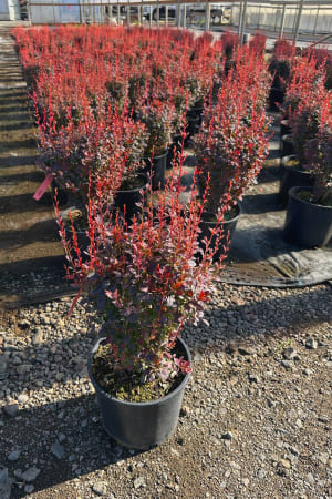 Barberry, Rosy Rocket #3/#5 (MS)