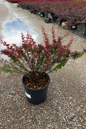 Barberry, Crimson Pygmy #1 (MS)