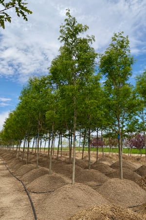 Honeylocust, Skyline 1.75" (B&B)