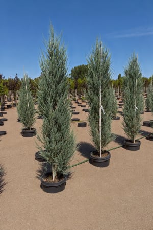 Juniper, Skyrocket 4'