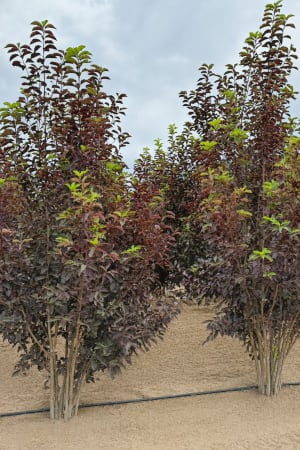 Chokecherry, Canada Red #15 (MS)