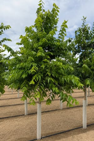 Hackberry, Common 1.75" (B&B)