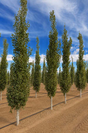 Aspen, Columnar Swedish #10