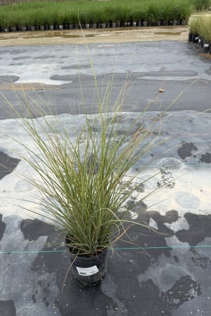 Maiden Grass, Morning Light #3/#5