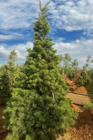 Fir, White 7' (B&B)