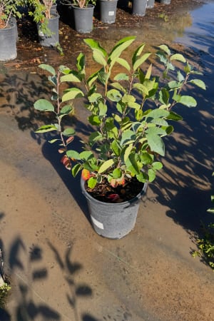 Serviceberry, Shadblow #3/#5 (MS)