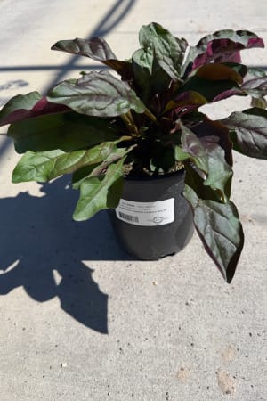 Beardtongue, Huskers Red #1