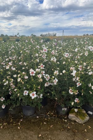 Rose Of Sharon, Red Heart #3/#5 (MS)