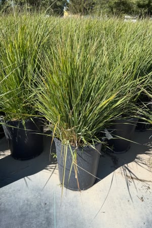 Feather Reed Grass, Karl Foerster #3/#5