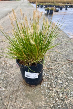 Fountain Grass, Little Bunny #1