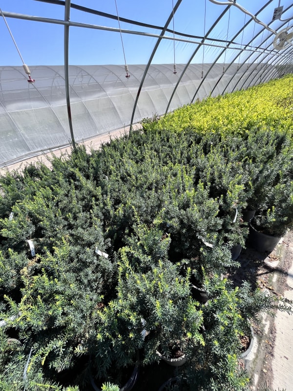 Taxus media Dark Green Spreader #1 (MS) - Yew, Dark Green Spreader #1 (MS)
