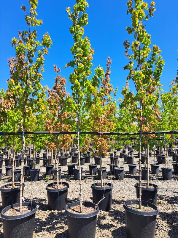 Acer tataricum GarAnn #25 - Maple, Hot Wings #25
